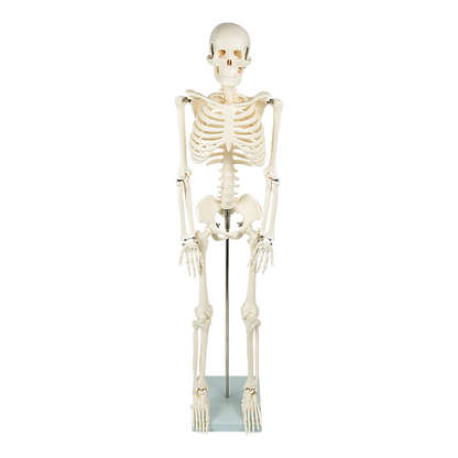 Anatomical 85cm Tall Human Skeleton with Stand Model - Medical Anatomy