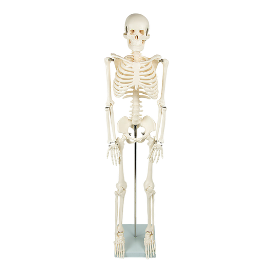 Anatomical 85cm Tall Human Skeleton with Stand Model - Medical Anatomy