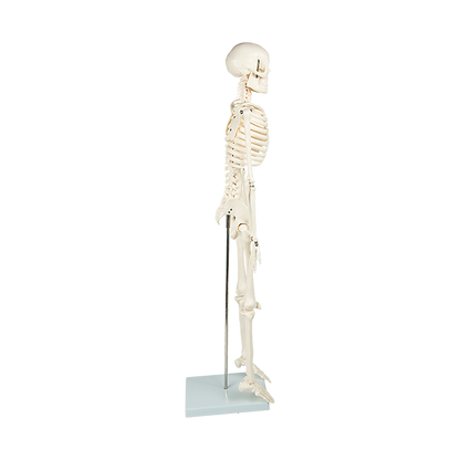 Anatomical 85cm Tall Human Skeleton with Stand Model - Medical Anatomy