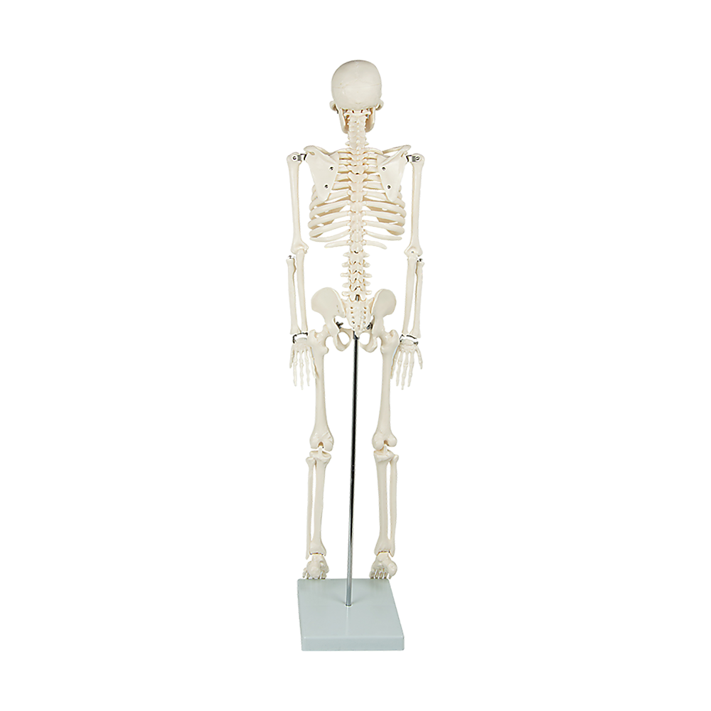 Anatomical 85cm Tall Human Skeleton with Stand Model - Medical Anatomy