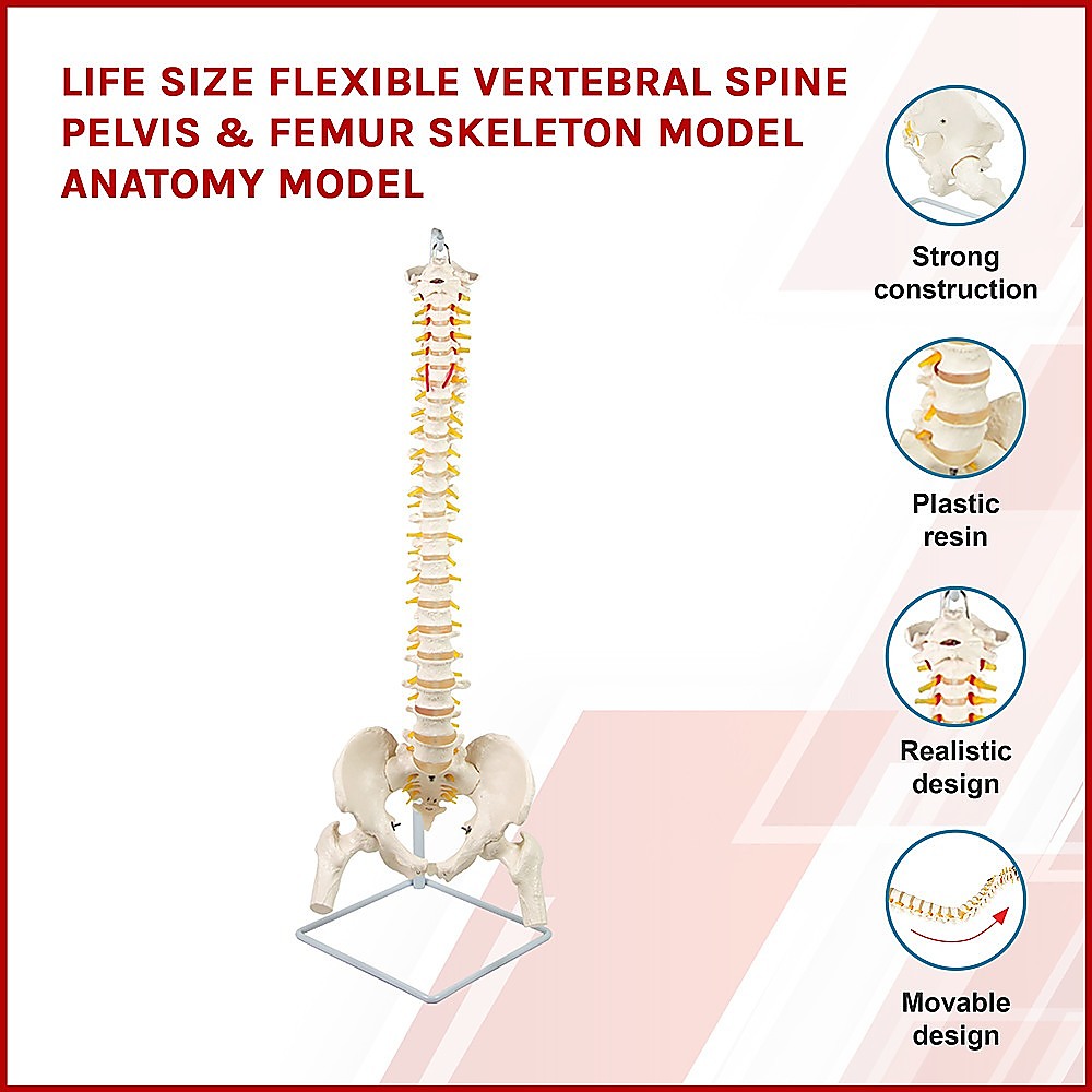 Life Size Flexible Vertebral Spine Pelvis & Femur Skeleton Model Anatomy Model