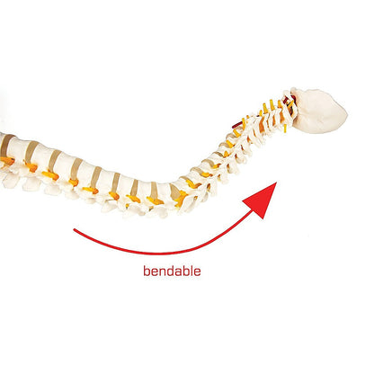 Life Size Flexible Vertebral Spine Pelvis & Femur Skeleton Model Anatomy Model