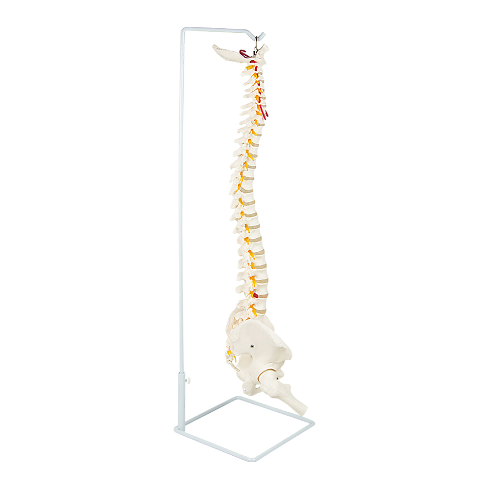 Life Size Flexible Vertebral Spine Pelvis & Femur Skeleton Model Anatomy Model